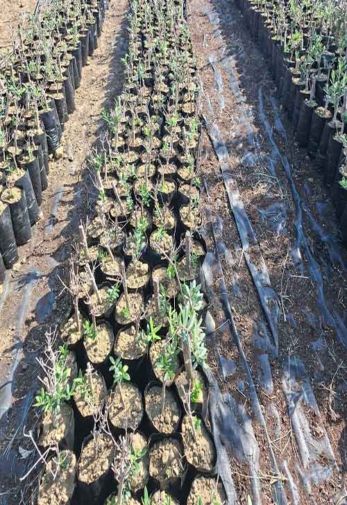 fidana.com.tr zeytin fidanı uzmanı