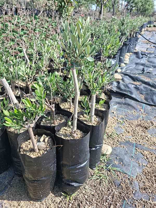 Çukurova'da Zeytin Yetiştiriciliği Rehberi