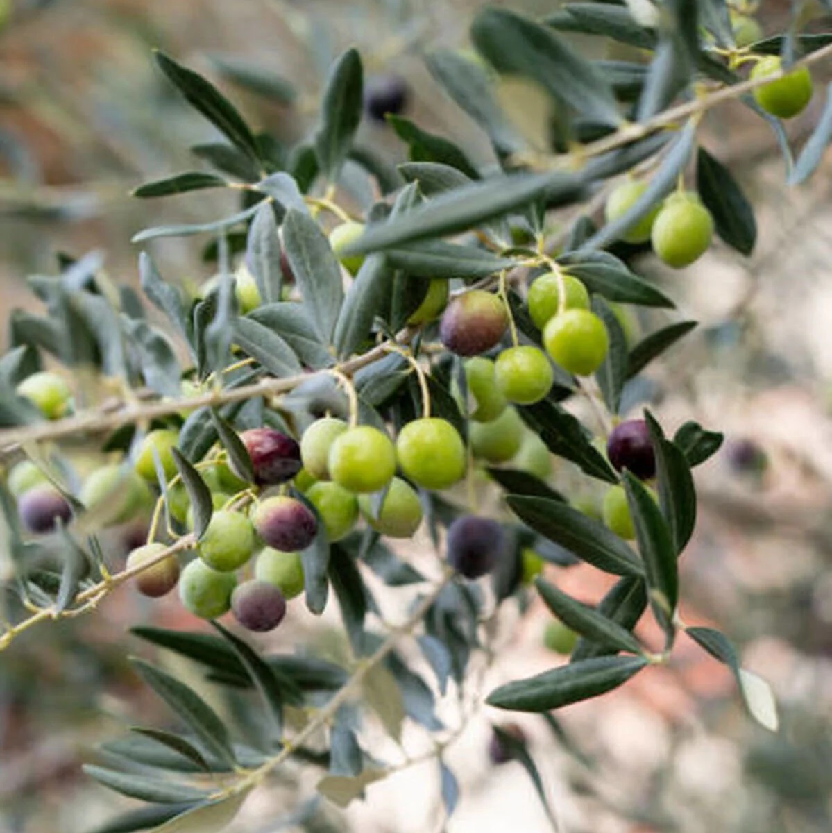 Sertifikalı Gemlik Trilye Zeytin Fidanı Satışı