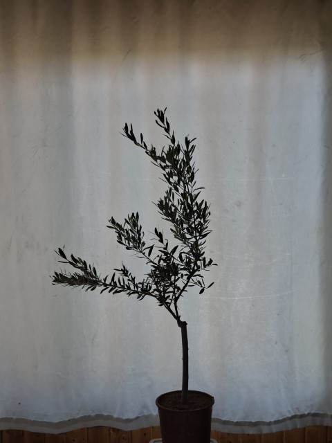 Sertifikalı Zeytin Fidanlığı Çukurova