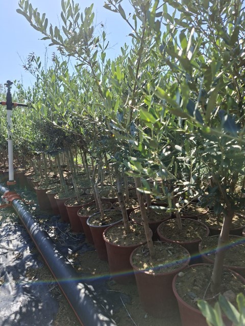 Sertifikalı Zeytin Fidanlığı Mersin