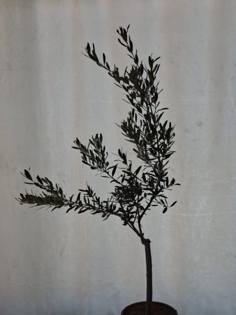 Sertifikalı Zeytin Fidanlığı Tarsus